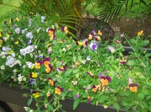Growing Violas - mostly purple and yellow violas
