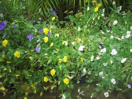 Growing Violas