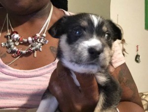 What Breed Is My Dog? - small tri-colored puppy