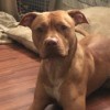 Is My APBT Full Blooded? - brown Pit with white on his chest