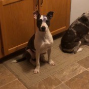 How Can I Tell If My Dog Is a Pit Bull?