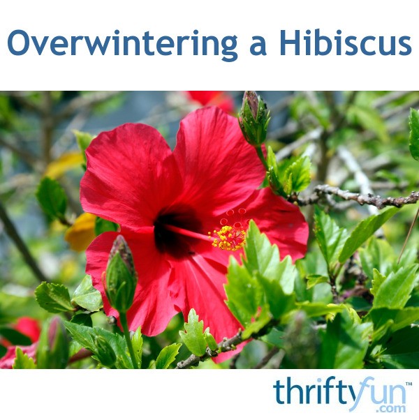 Overwintering A Hibiscus Thriftyfun