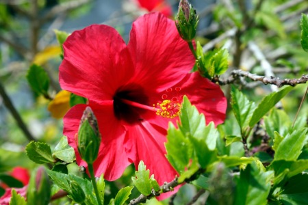 beautiful red hibiscus bloom