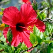 beautiful red hibiscus bloom