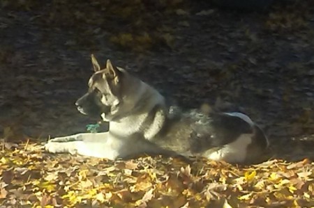 Lily (Akita) - dog lying in the sun