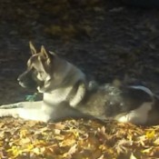 Lily (Akita) - dog lying in the sun