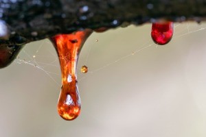 tree sap drops