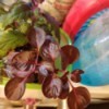Identifying a Houseplant - dark red leafed plant
