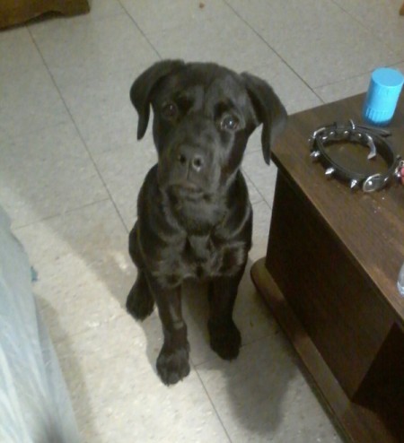 Bowser (Lab/Rotweiler) - black puppy sitting on a white floor