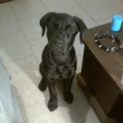 Bowser (Lab/Rotweiler) - black puppy sitting on a white floor