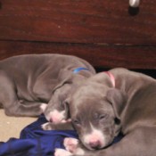 Is My Dog a Pure Bred Pit Bull? - gray and white puppies