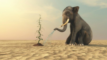 Planting a Desert Vegetable Garden - young elephant watering a bean plant in the desert
