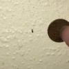 Identifying a Household Bug in Kitchen