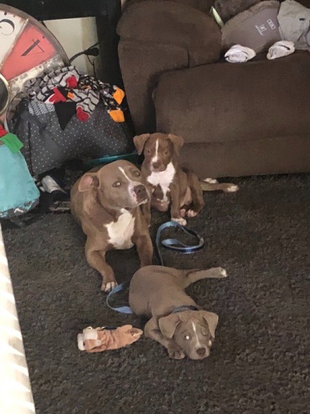 A mama pitbull with her puppies.