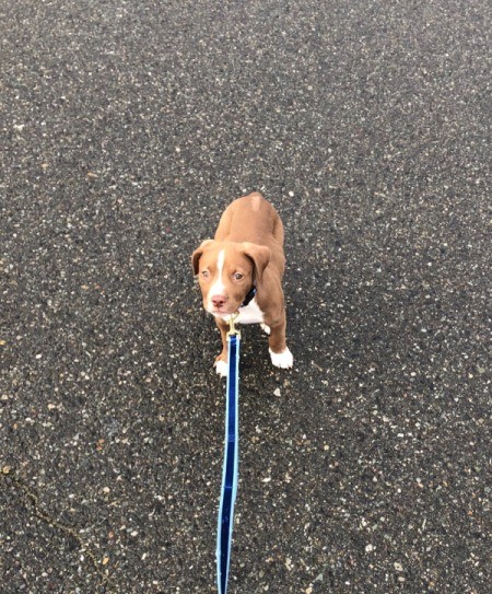 A pit bull puppy on a leash.