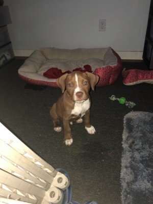 A pit bull puppy near his bed.