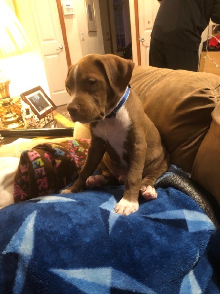 A pitbull puppy sitting on a couch.