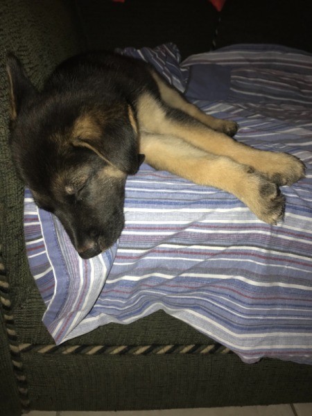 A sleeping German Shepherd puppy.