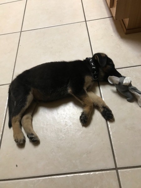 A German Shepherd puppy lying on the floor.