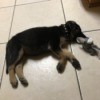 A German Shepherd puppy lying on the floor.