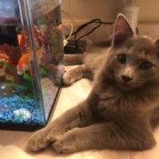 A grey cat next to a fish tank.