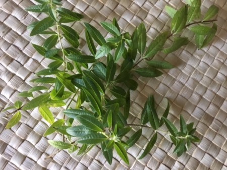 Making Loose Leaf Tea - herb leaves