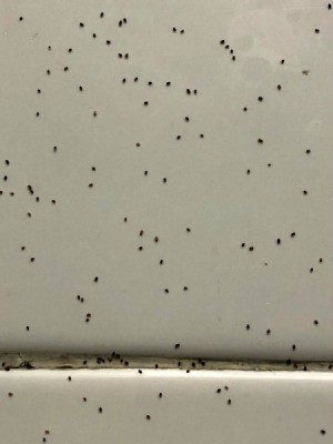 Tiny Black Bugs In the Kitchen - tiny bugs on a white tile