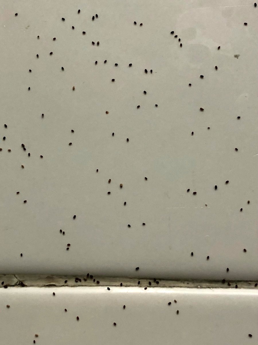 Tiny Black Bugs In The Kitchen X5 