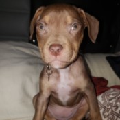 Is My Puppy a Pit Bull? - brown puppy