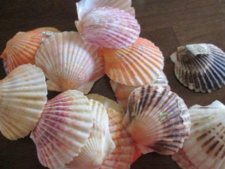 Shabby Chic Shell Ornaments - shells