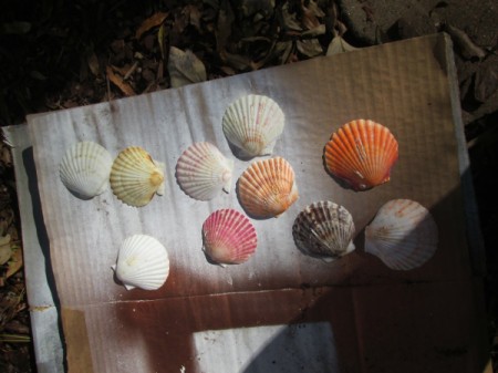 Shabby Chic Shell Ornaments - shells lying on cardboard