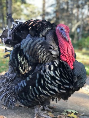 A fully grown broad breasted bronze turkey.