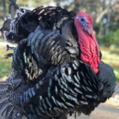 A fully grown broad breasted bronze turkey.