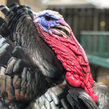 A close up of a full grown turkey with a red snood and blue head.