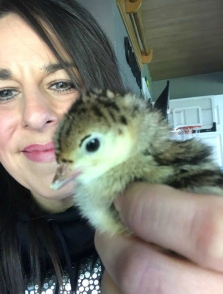 A small fluffy turkey chick.