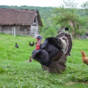 A turkey on a farm with some chickens.
