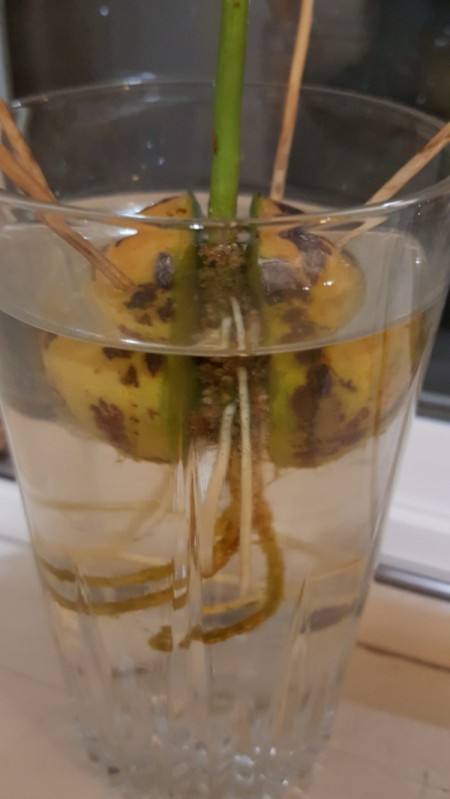 White Spot on Avocado Seed Growing in Water