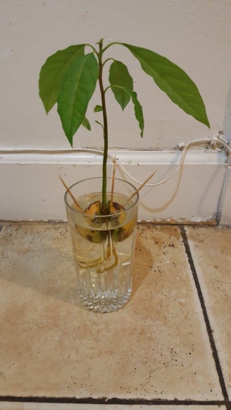 White Spot on Avocado Seed Growing in Water