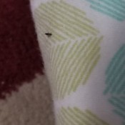 Identifying a Tiny Black Jumping Bug - tiny bug