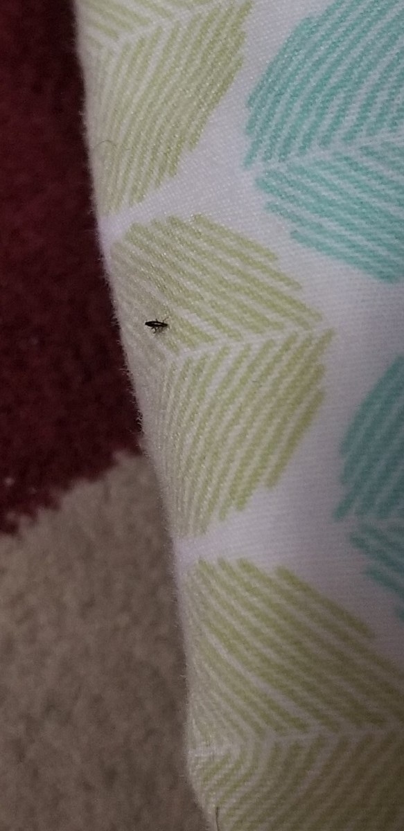 Identifying a Tiny Black Jumping Bug? | ThriftyFun