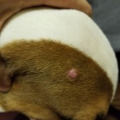 Lump on My Puppy's Head - pink lump