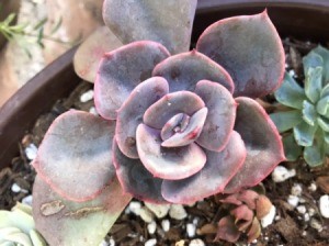 Rubbing Alcohol for Mealy Bugs in a Succulent Garden - rosette succulent