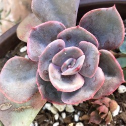 Rubbing Alcohol for Mealy Bugs in a Succulent Garden - rosette succulent