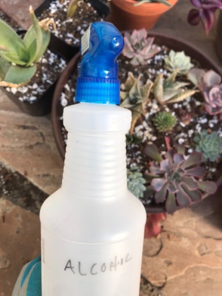 Rubbing Alcohol for Mealy Bugs in a Succulent Garden