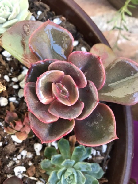 Rubbing Alcohol for Mealy Bugs in a Succulent Garden