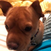 What Is My Chihuahua Mixed With? - closeup of a brown dog