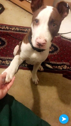 Average Size of a Seven Month Old Pit Bull - brown and white Pit puppy