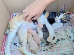 Mama Cat Moved Kittens to Neighbor's Yard - cat and kittens in a cardboard box