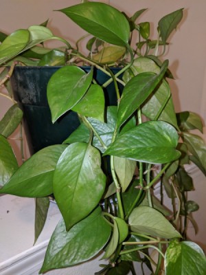 Identifying a Houseplant - climbing plant