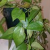 Identifying a Houseplant - climbing plant